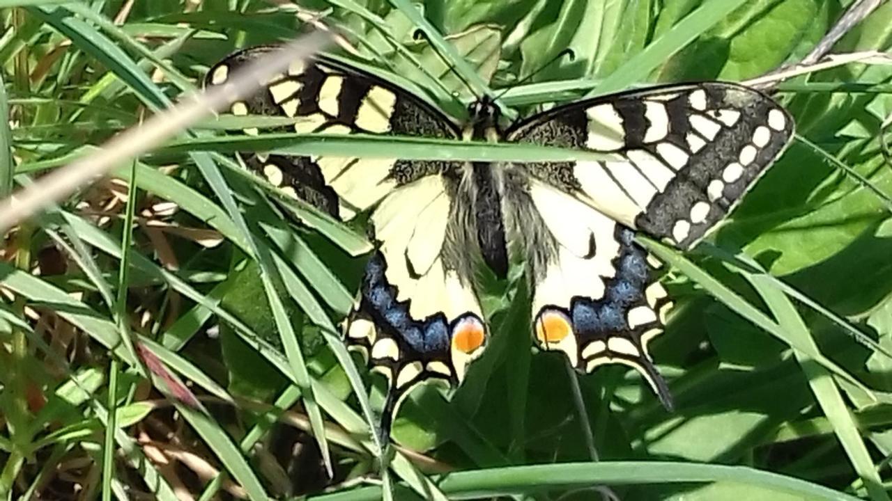 Les Papillons Villa Vrolle ภายนอก รูปภาพ