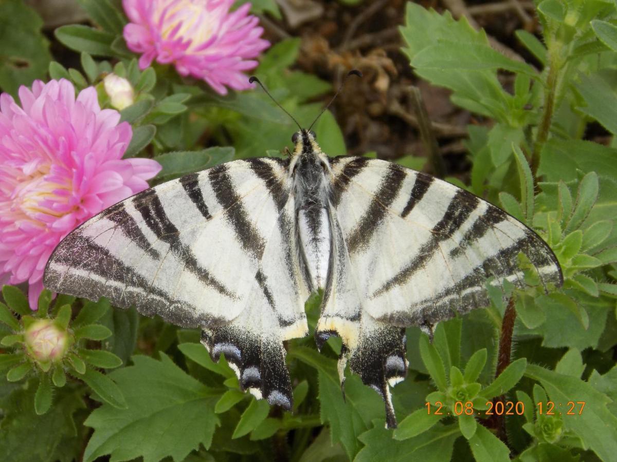 Les Papillons Villa Vrolle ภายนอก รูปภาพ